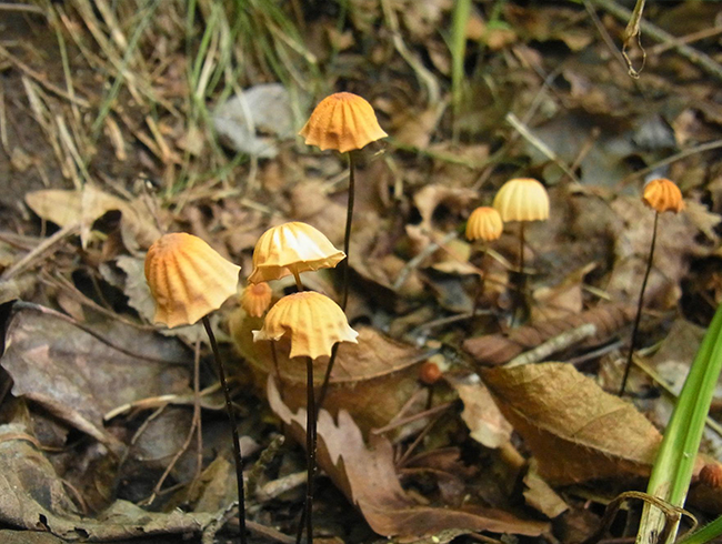 安絡小(xiǎo)皮傘