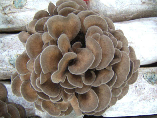 灰樹(shù)花(huā)