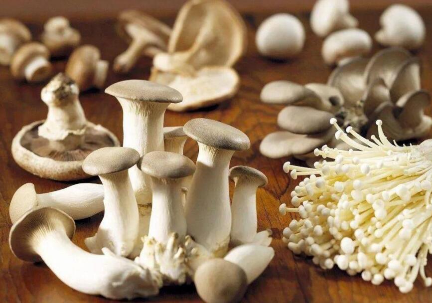 食用(yòng)菌 食用(yòng)菌