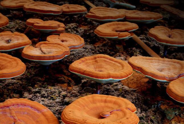 靈芝精粉 靈芝精粉