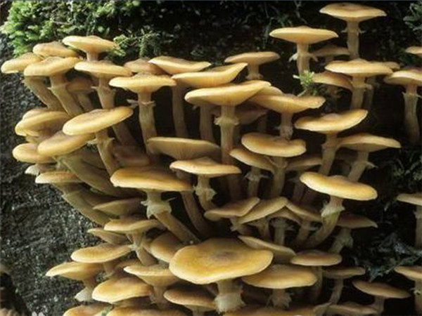 食用(yòng)菌 (5).jpg